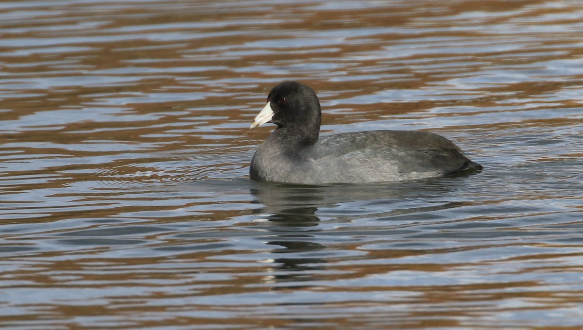 American Coot - Diane St-Jacques