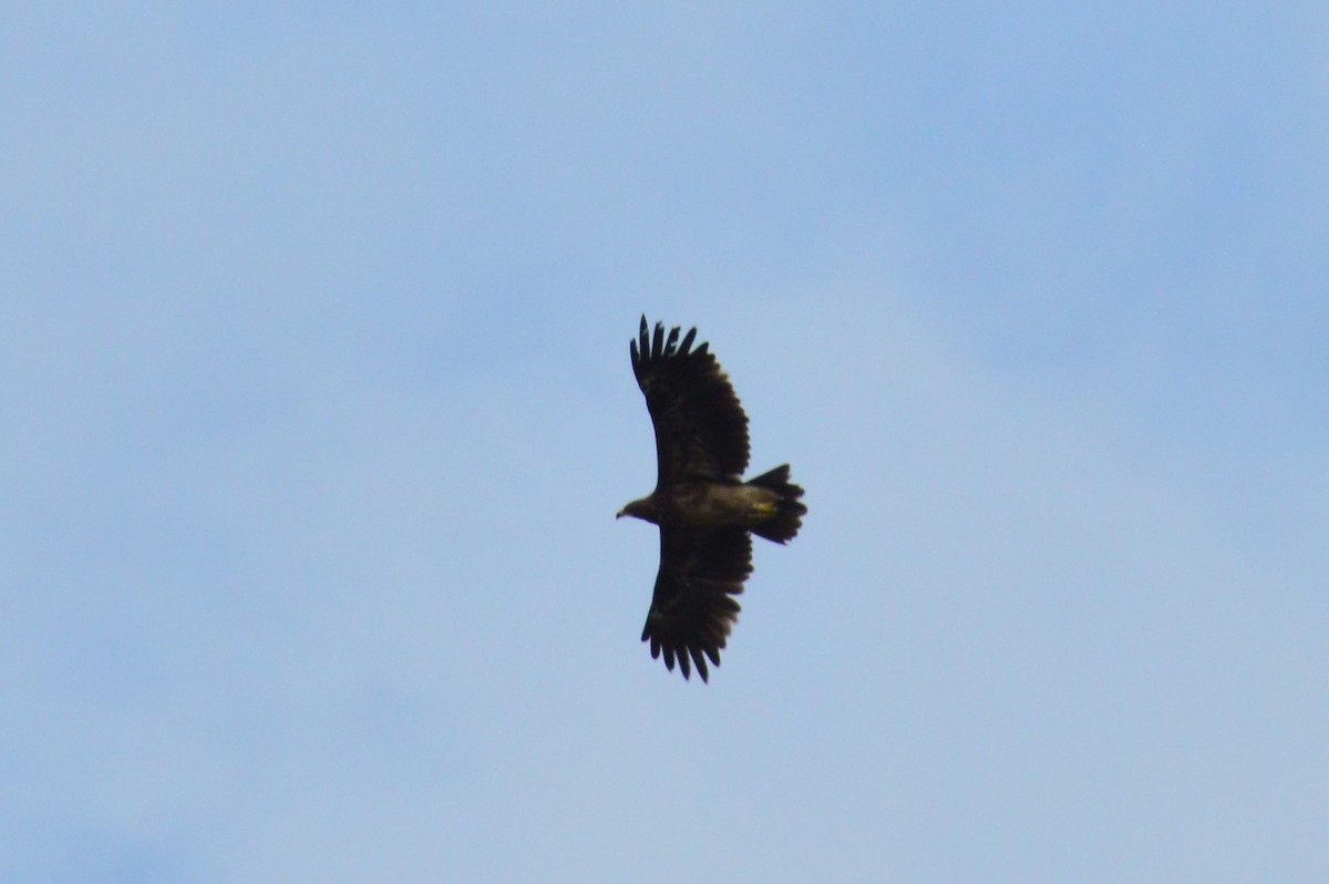 Greater Spotted Eagle - ML384971341