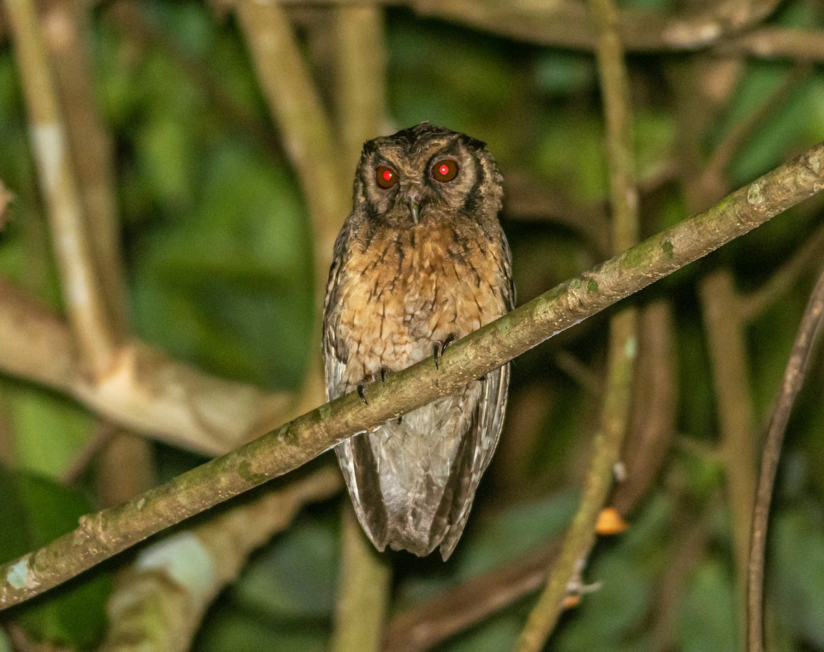 Tawny-bellied Screech-Owl (Tawny-bellied) - ML384972281