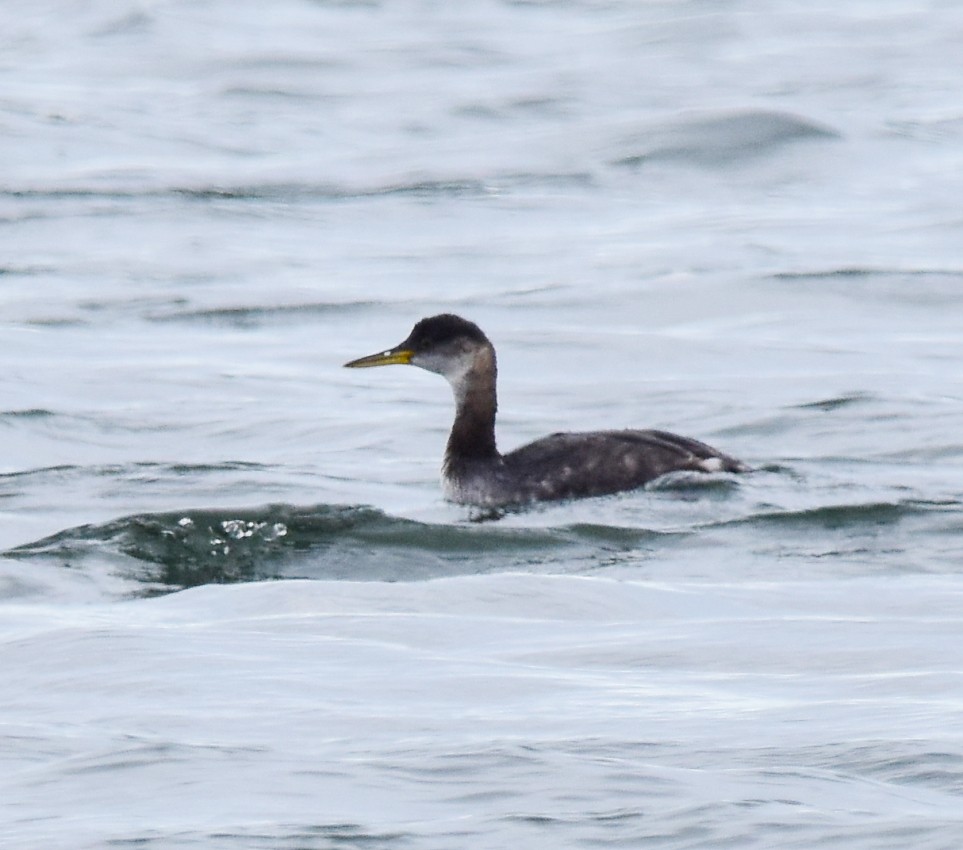 Red-necked Grebe - ML384973021