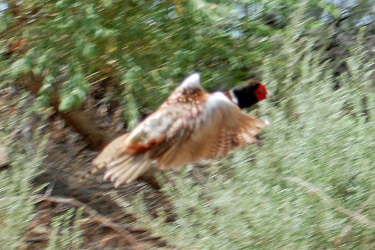 Ring-necked Pheasant - ML384977461