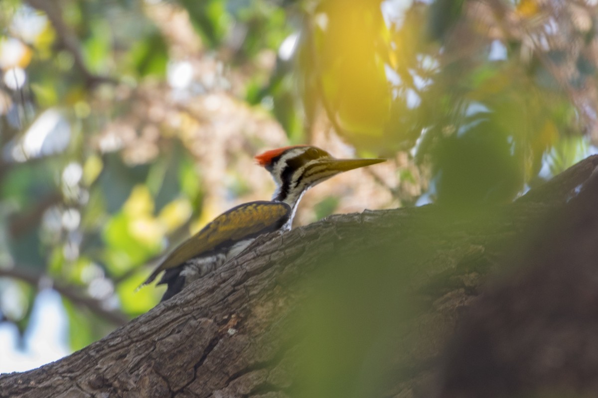 White-naped Woodpecker - Louis Bevier