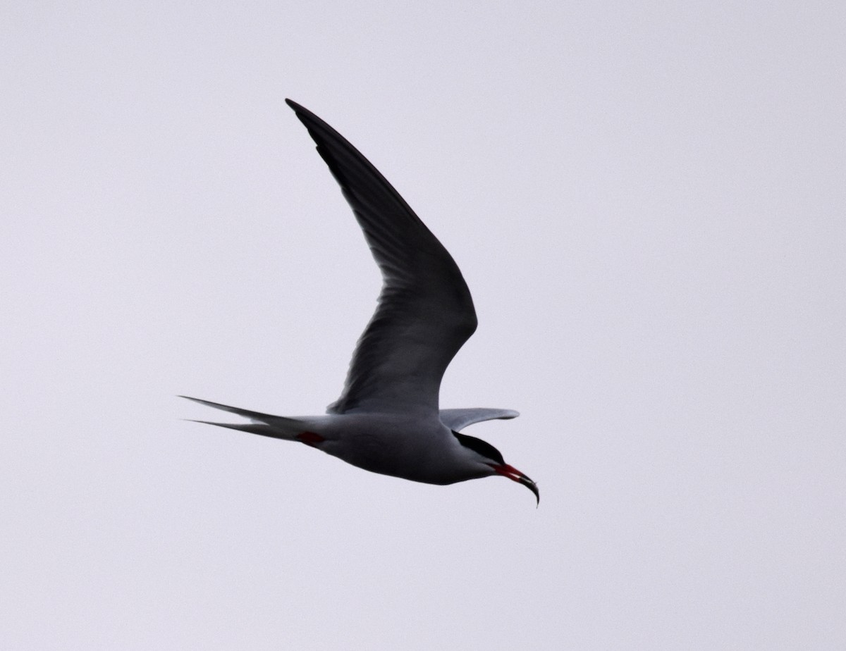 Common Tern - A Emmerson