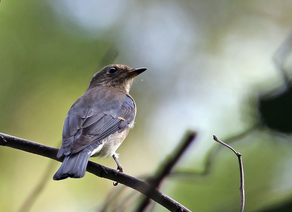 Blue-and-white Flycatcher - ML38499351