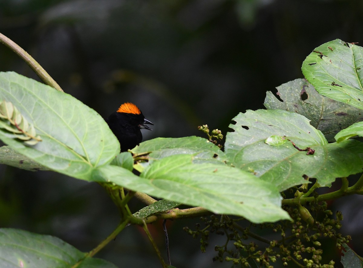 Tawny-crested Tanager - ML384994041