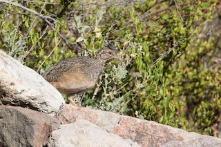 Andean Tinamou, ML384995171