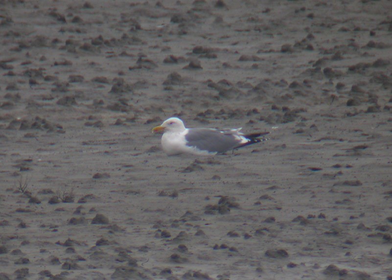 Herring Gull (Mongolian) - ML38499541