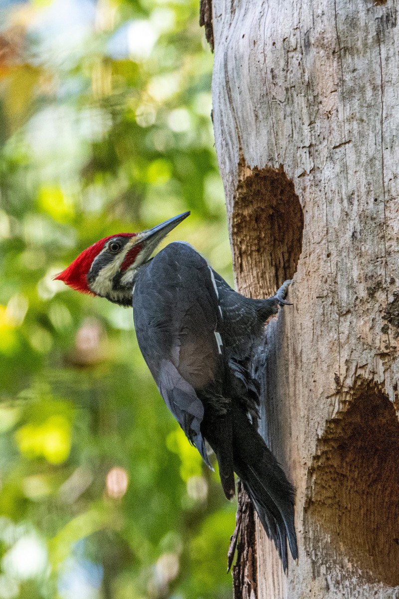 Pileated Woodpecker - ML385000041