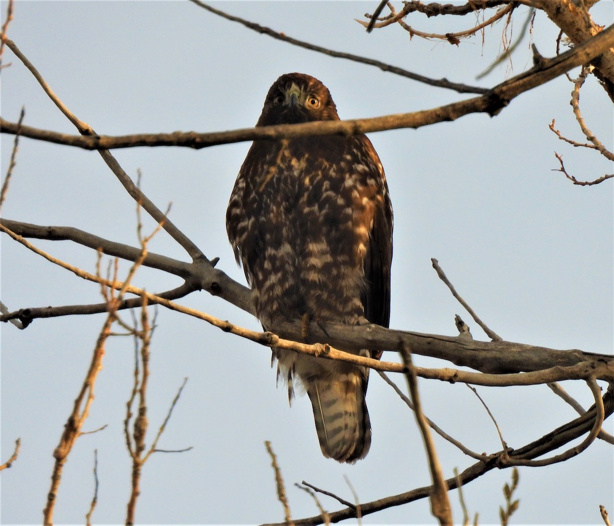 Red-tailed Hawk - ML385000781