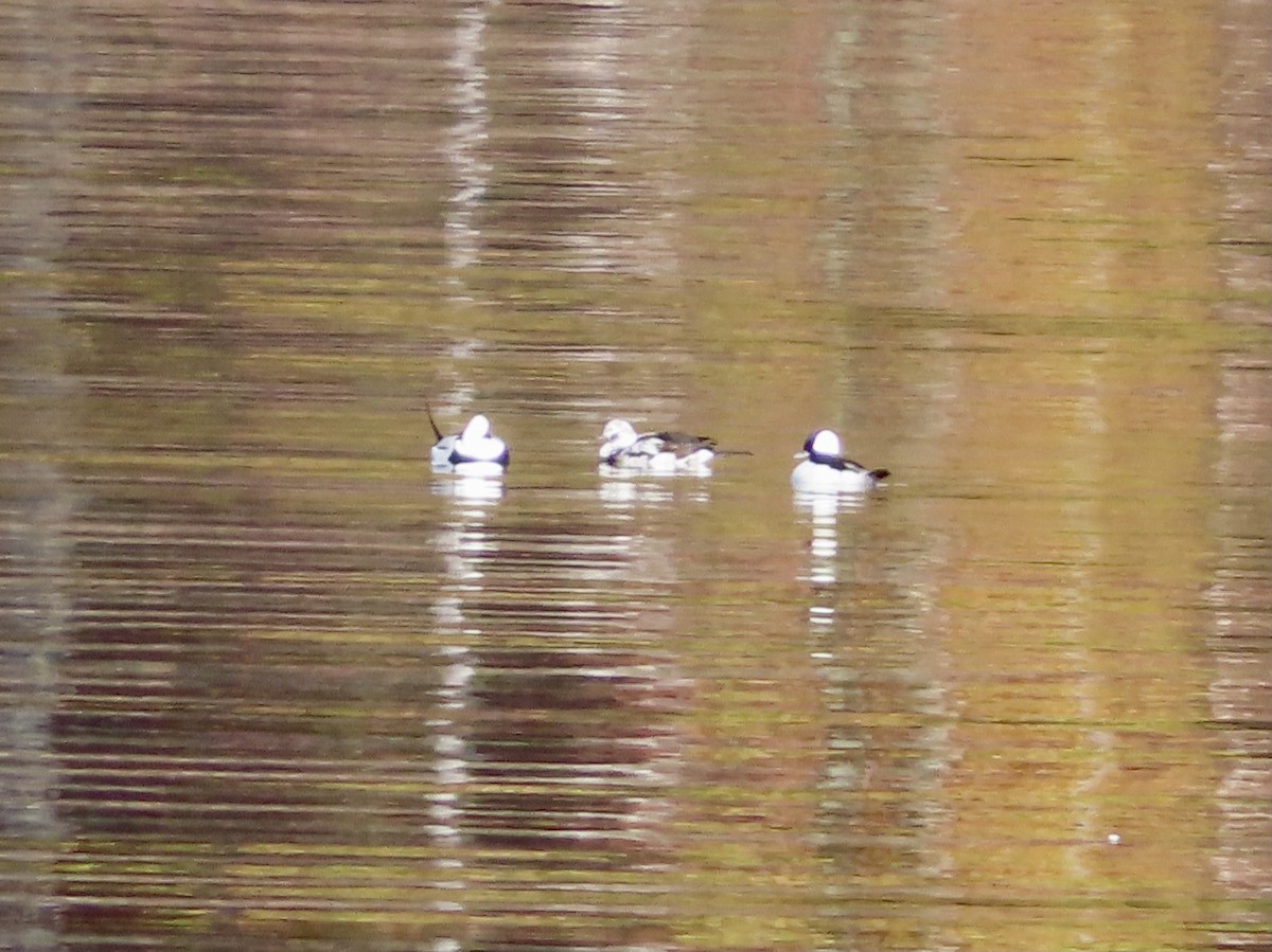 Long-tailed Duck - ML385001081