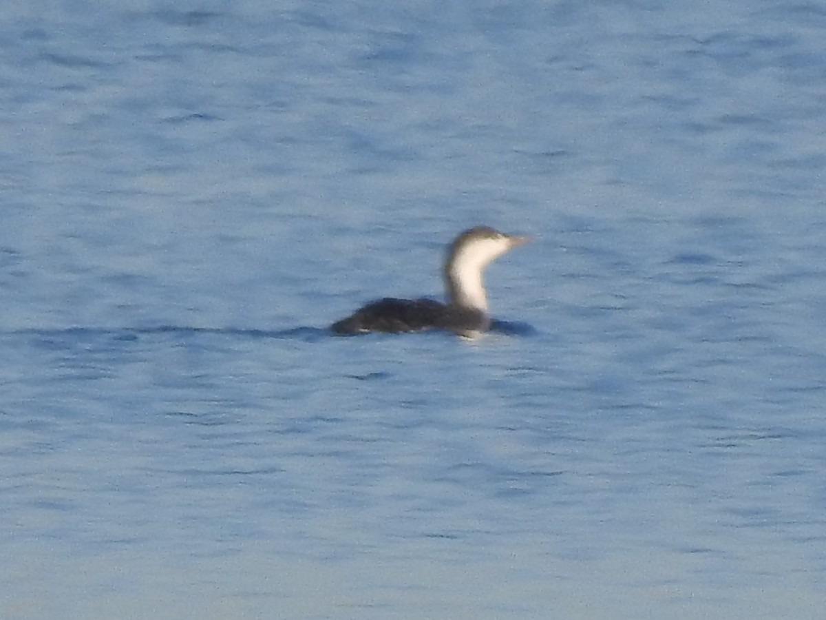 Red-throated Loon - ML385002481