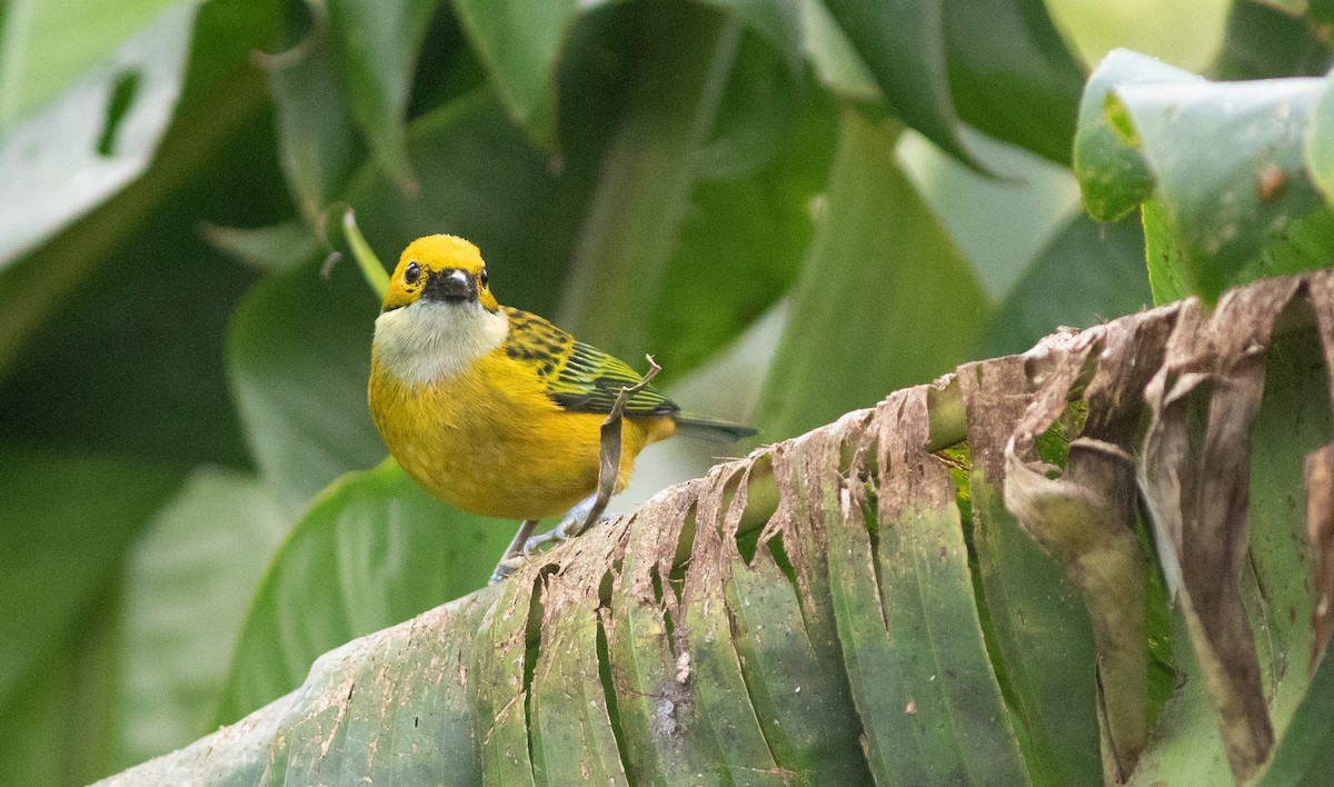 Silver-throated Tanager - ML385005651