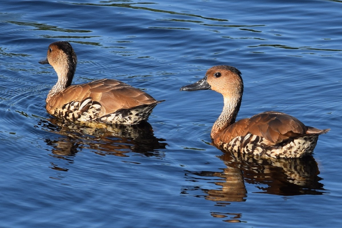 West Indian Whistling-Duck - ML38500751