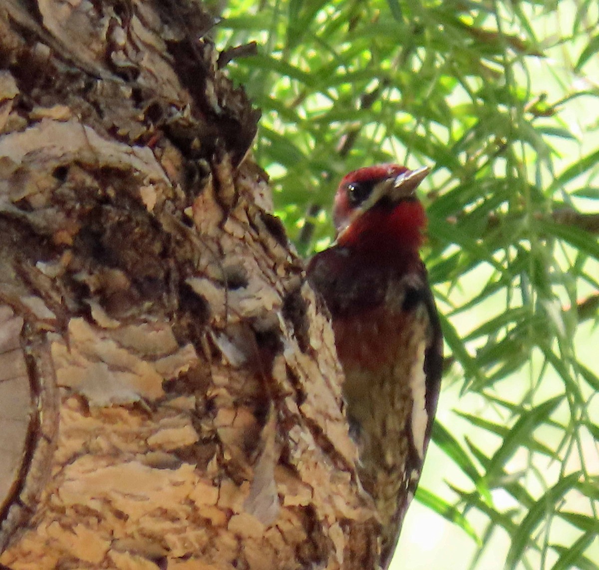 Red-breasted Sapsucker - ML385009551
