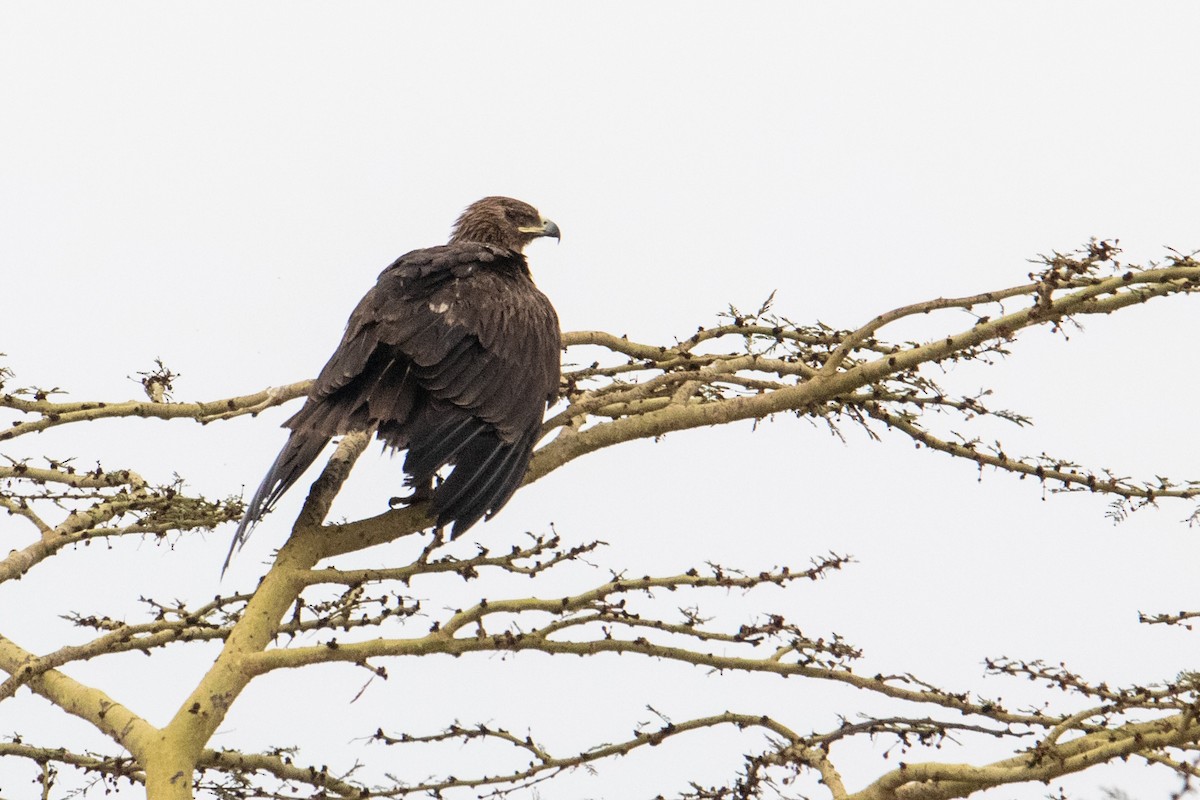 Greater Spotted Eagle - Peter  Steward