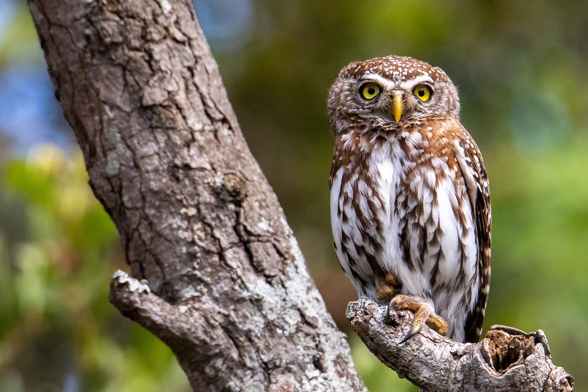 Pearl-spotted Owlet - ML385010871