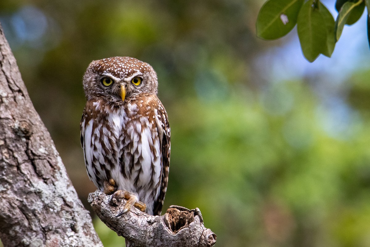 Pearl-spotted Owlet - ML385010961