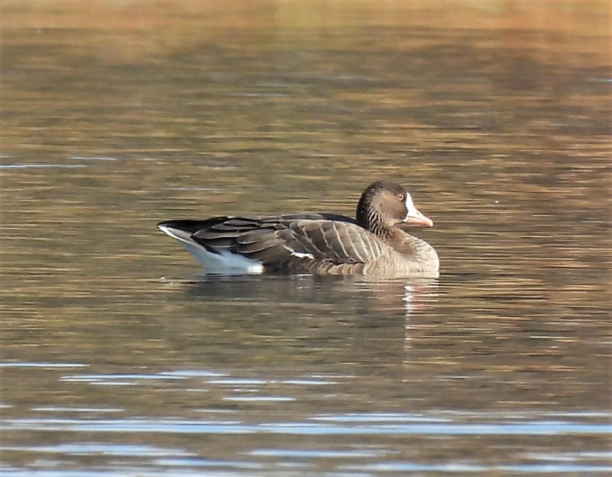 Greater White-fronted Goose - ML385012011