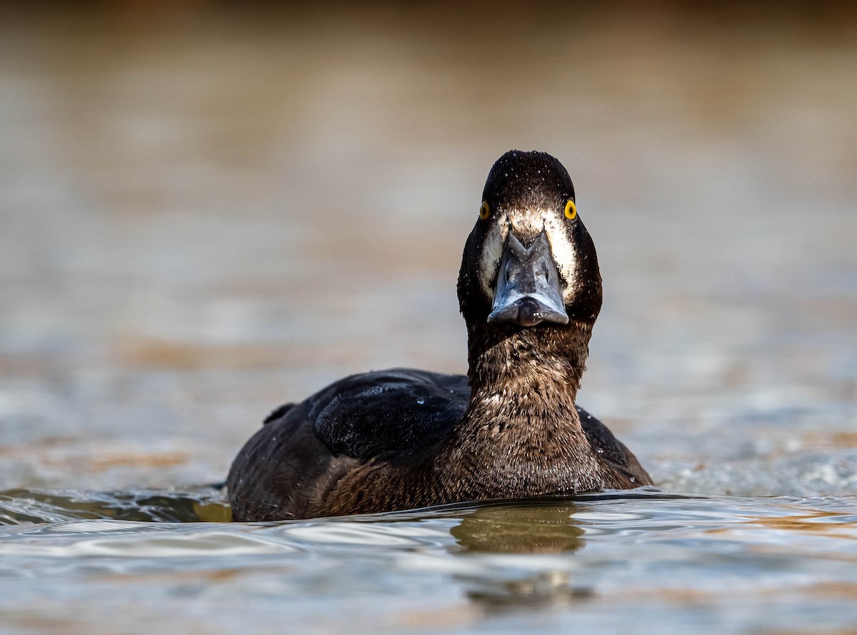Greater Scaup - Guy Tremblay