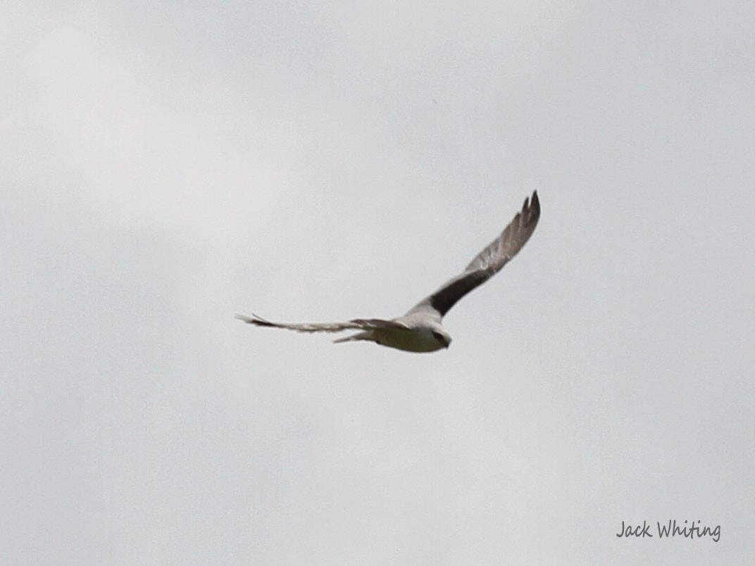 Black-shouldered Kite - ML385021721