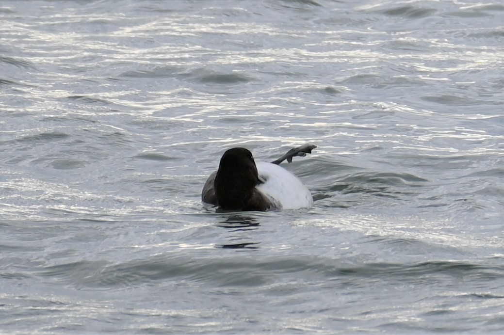 Greater Scaup - ML385023441