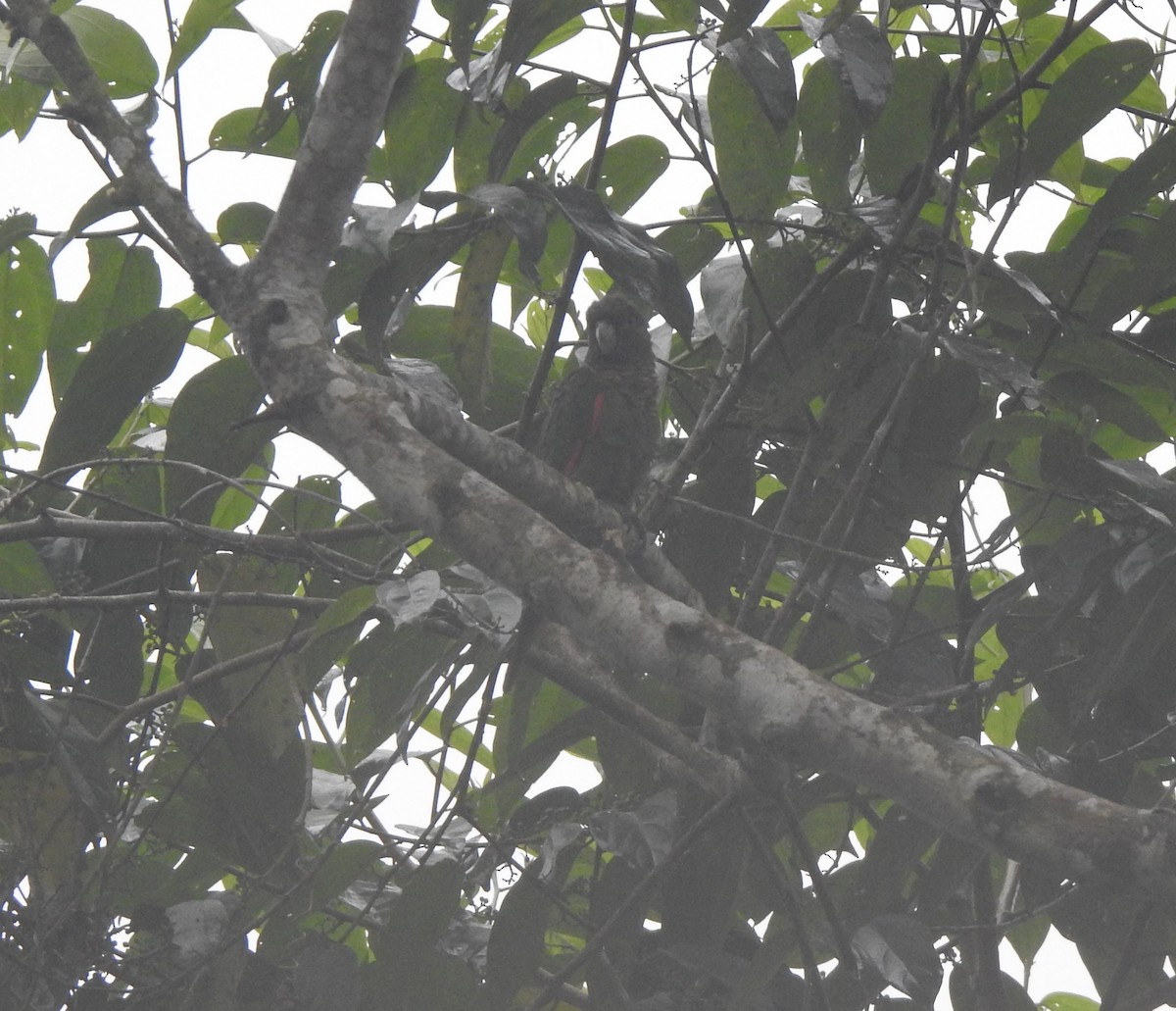 Maroon-tailed Parakeet (Choco) - ML385032321