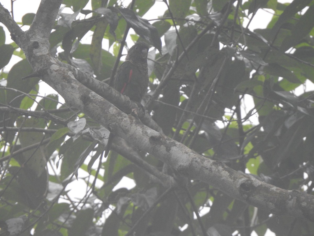 Maroon-tailed Parakeet (Choco) - ML385032451