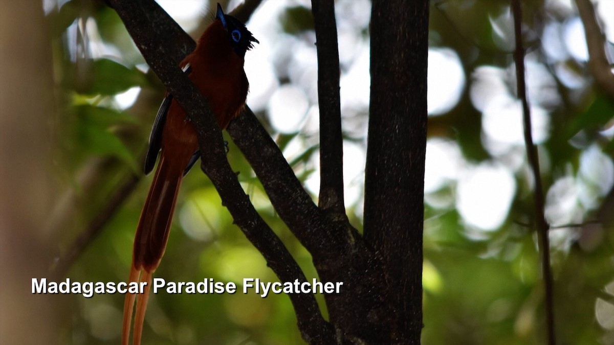 Malagasy Paradise-Flycatcher - ML385034051