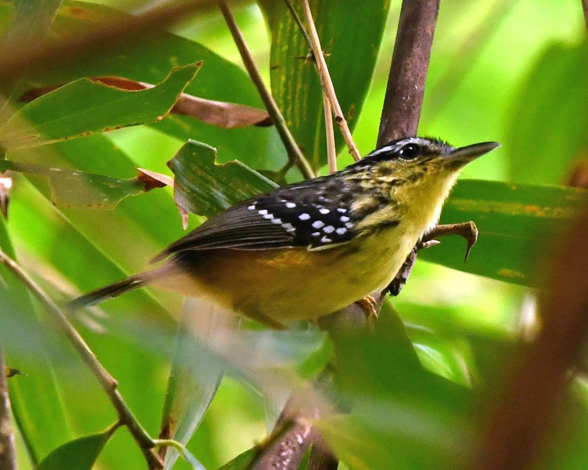 Yellow-breasted Warbling-Antbird - ML385034381