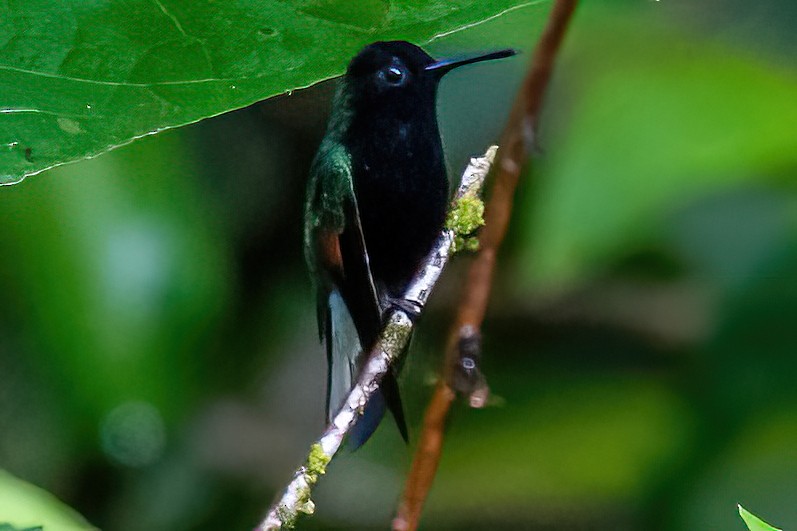 Black-bellied Hummingbird - ML385034481