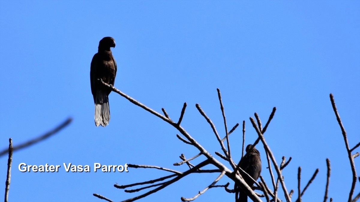 Kara Papağan - ML385036141