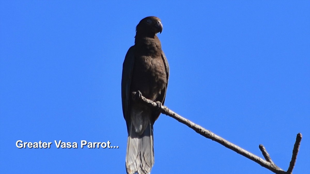 Greater Vasa Parrot - Murray DELAHOY