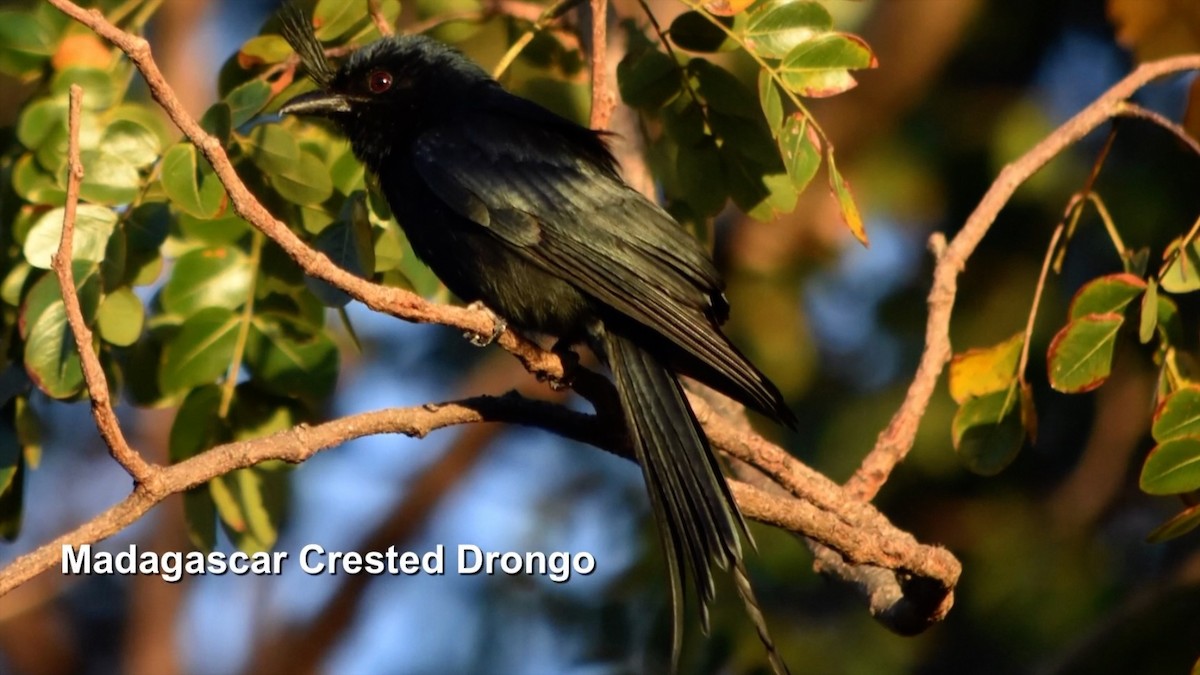 Crested Drongo - ML385036191
