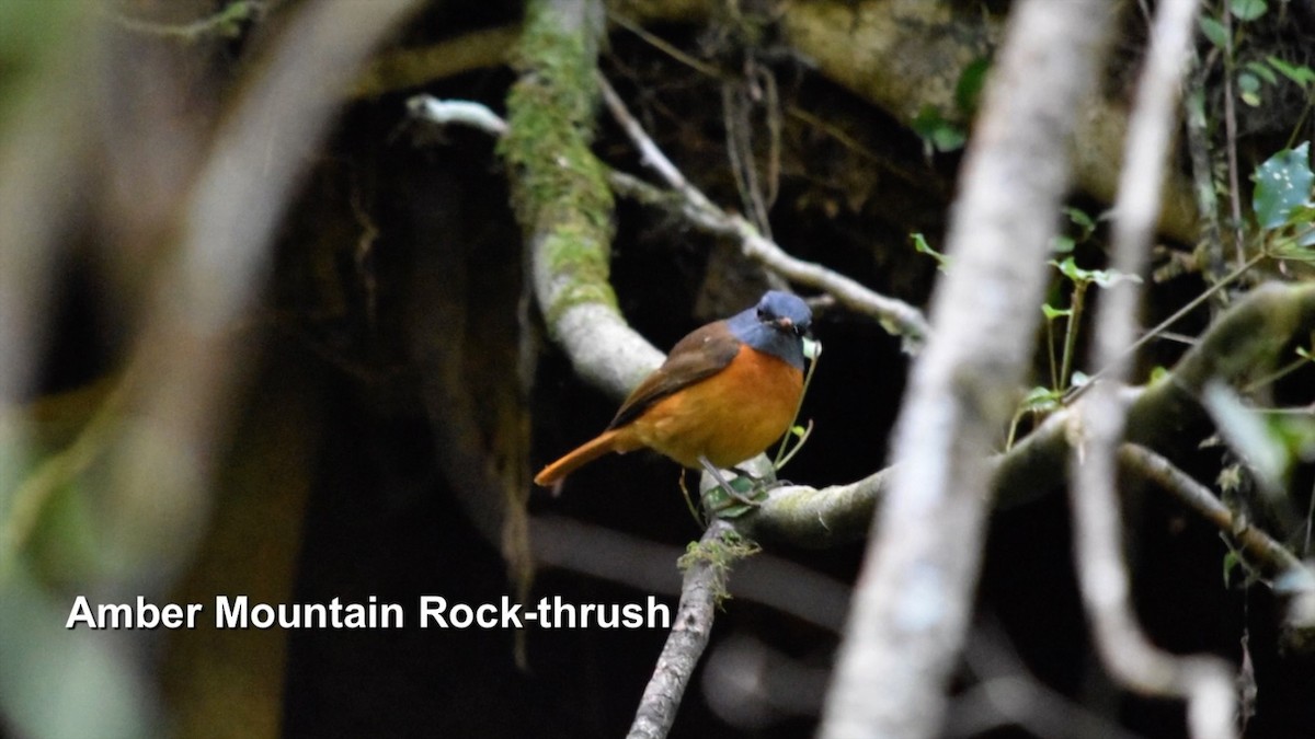 Amber Mountain Rock-Thrush - ML385036341