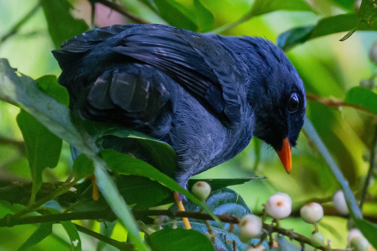 Black-faced Solitaire - ML385038021