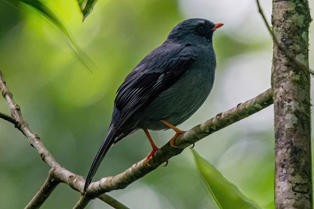 Black-faced Solitaire - ML385038111