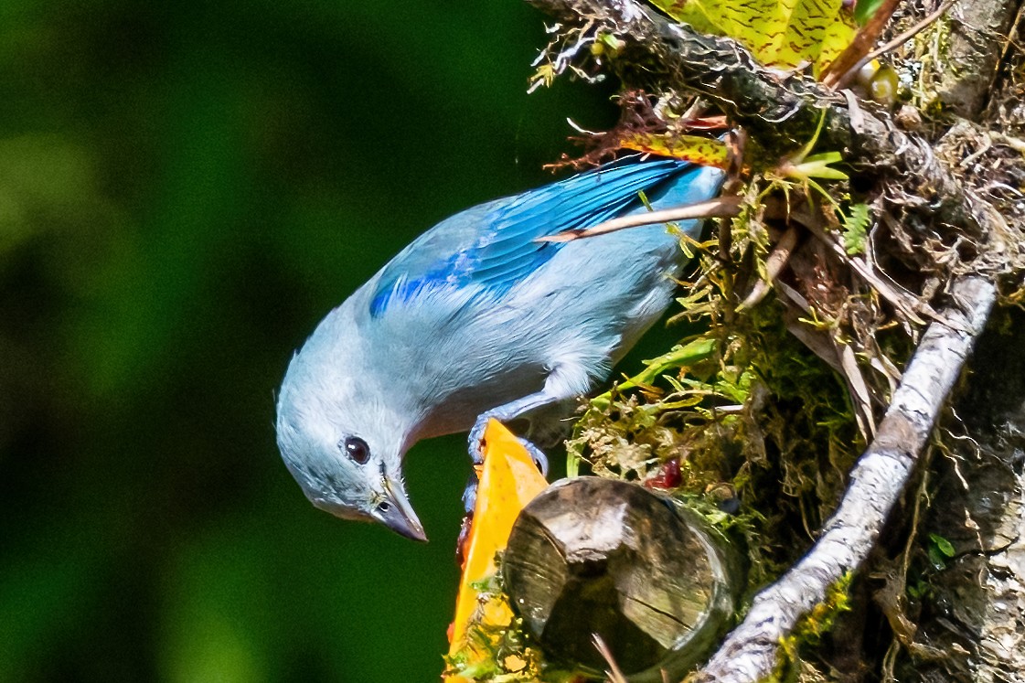 Blue-gray Tanager - ML385039111