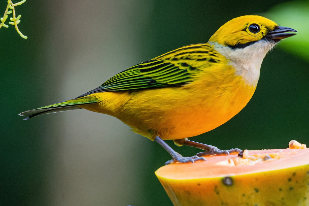 Silver-throated Tanager - ML385039281
