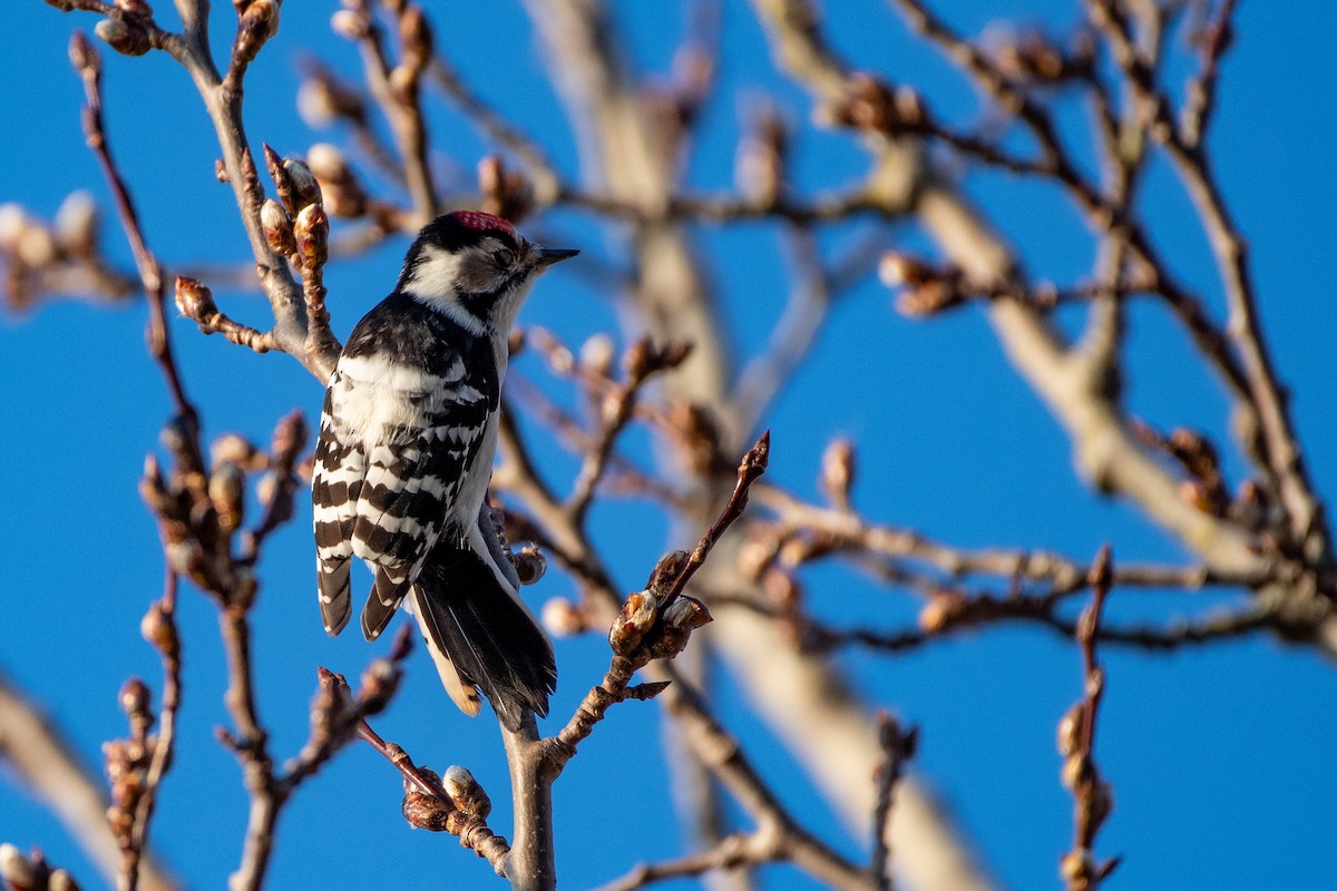 Lesser Spotted Woodpecker - ML385039571