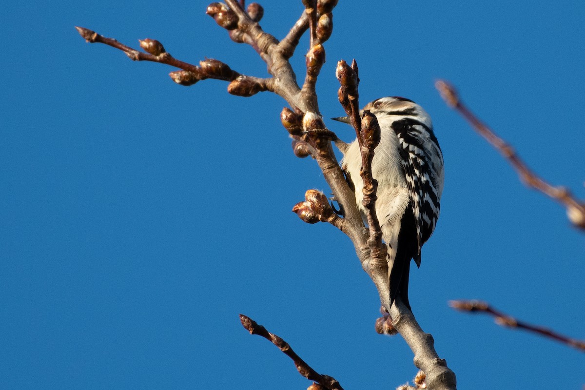 Lesser Spotted Woodpecker - ML385039621