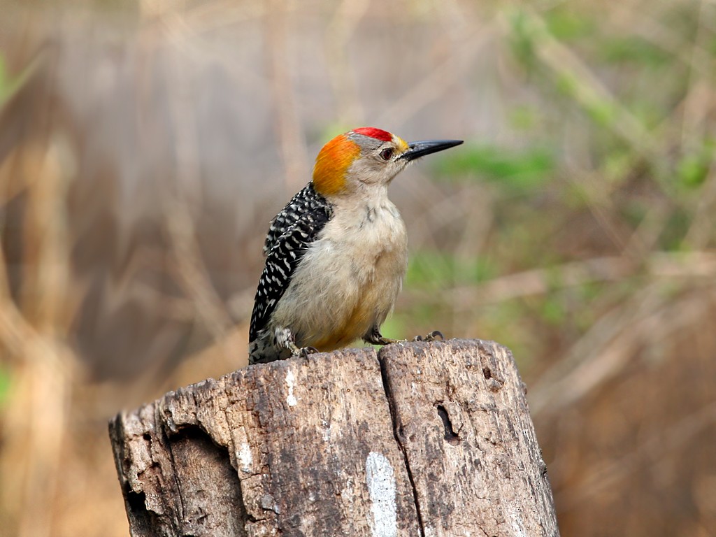 Golden-fronted Woodpecker - ML38504101