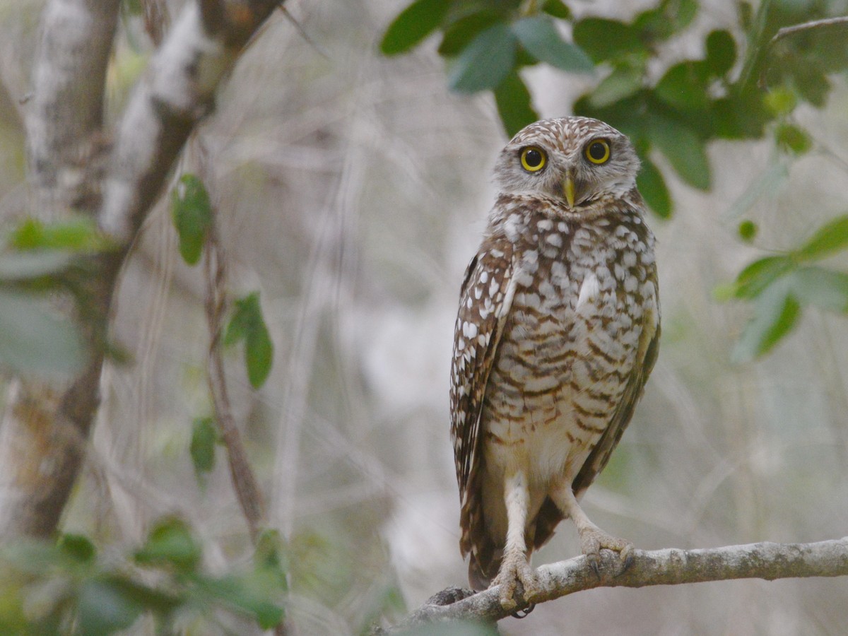 Burrowing Owl - ML38504111