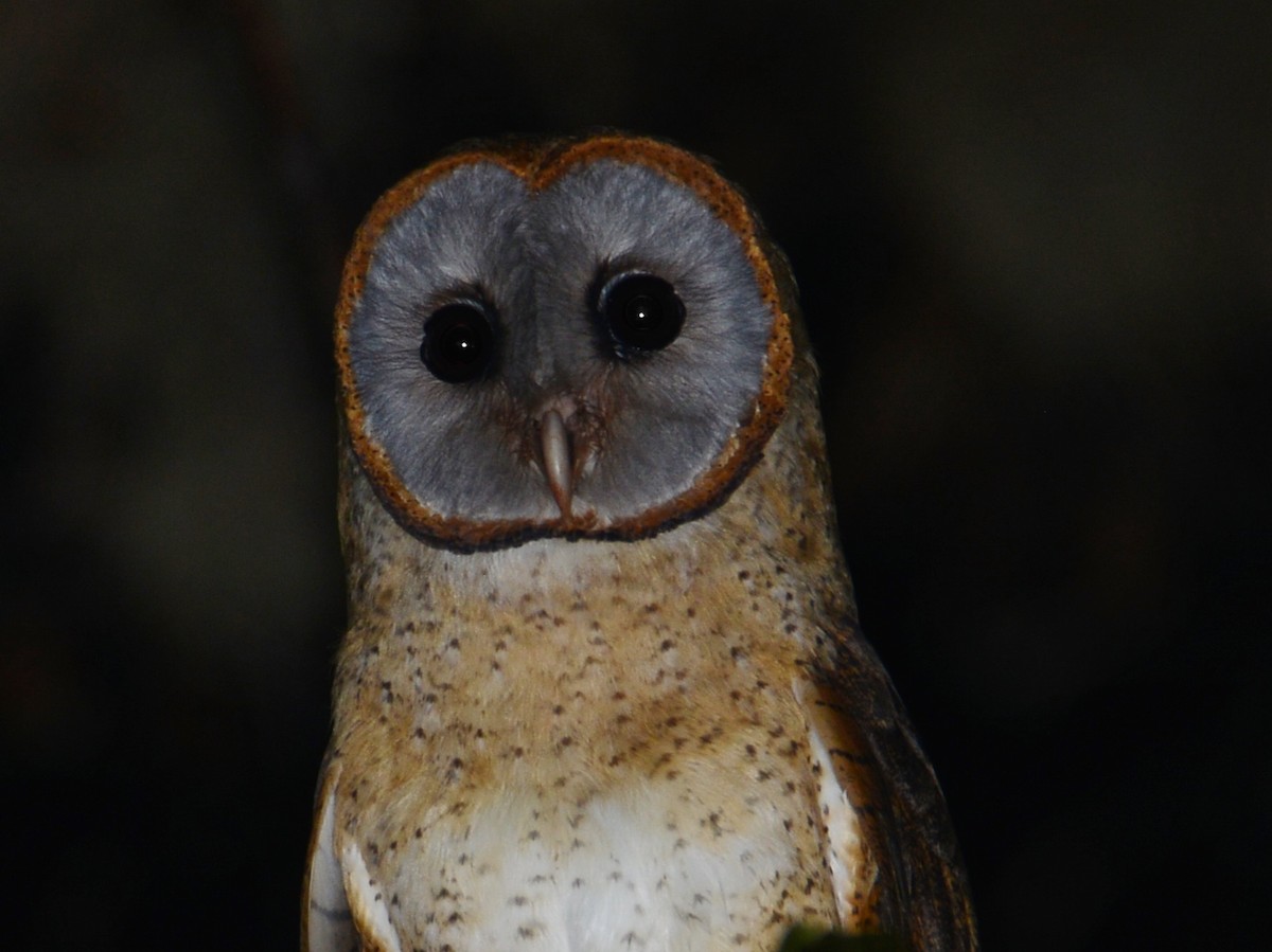 Ashy-faced Owl - ML38504211