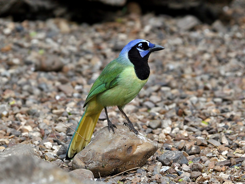 Green Jay - Dick Dionne