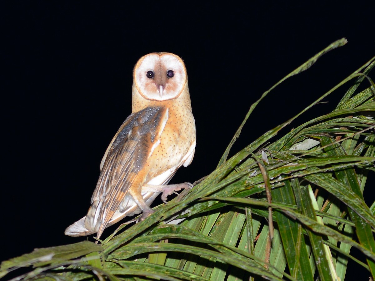 Barn Owl - Alan Van Norman