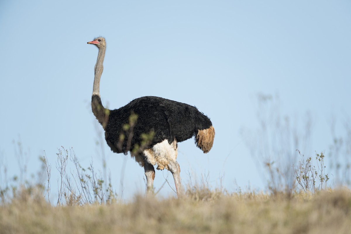 Common Ostrich - Jérémy Calvo