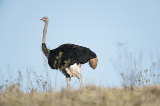 Common Ostrich, ML385044101