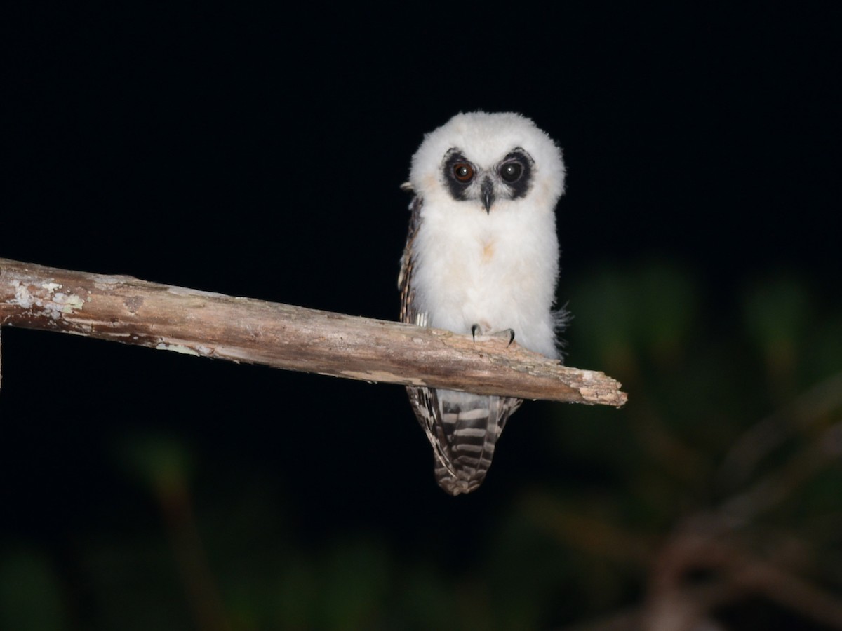 Madagascar Owl - ML38504771