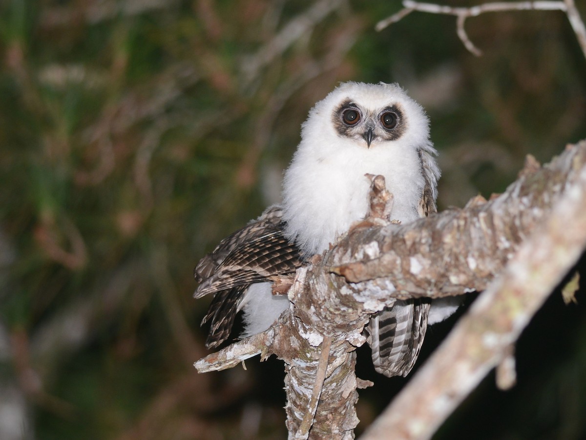 Madagascar Owl - Alan Van Norman