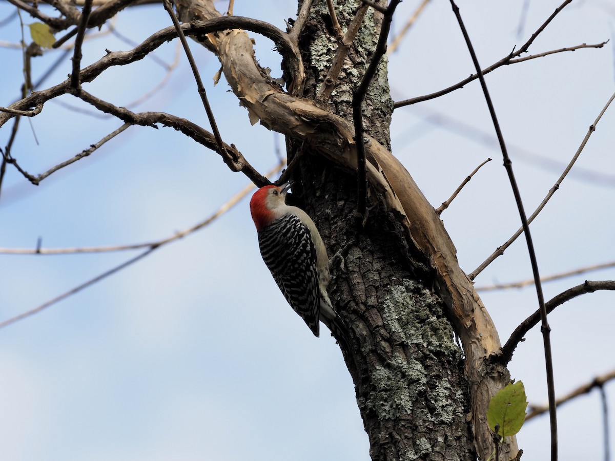 Red-bellied Woodpecker - ML385048641